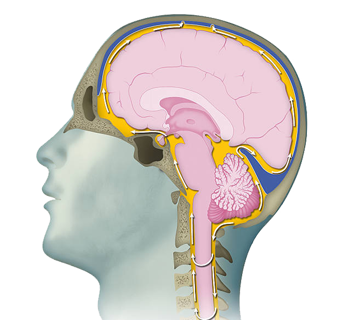 BCST Slider Image - Craniosacral therapy in Hyderabad
